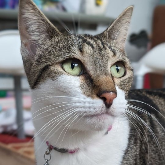 Possum tabby dsh lost 2 feb